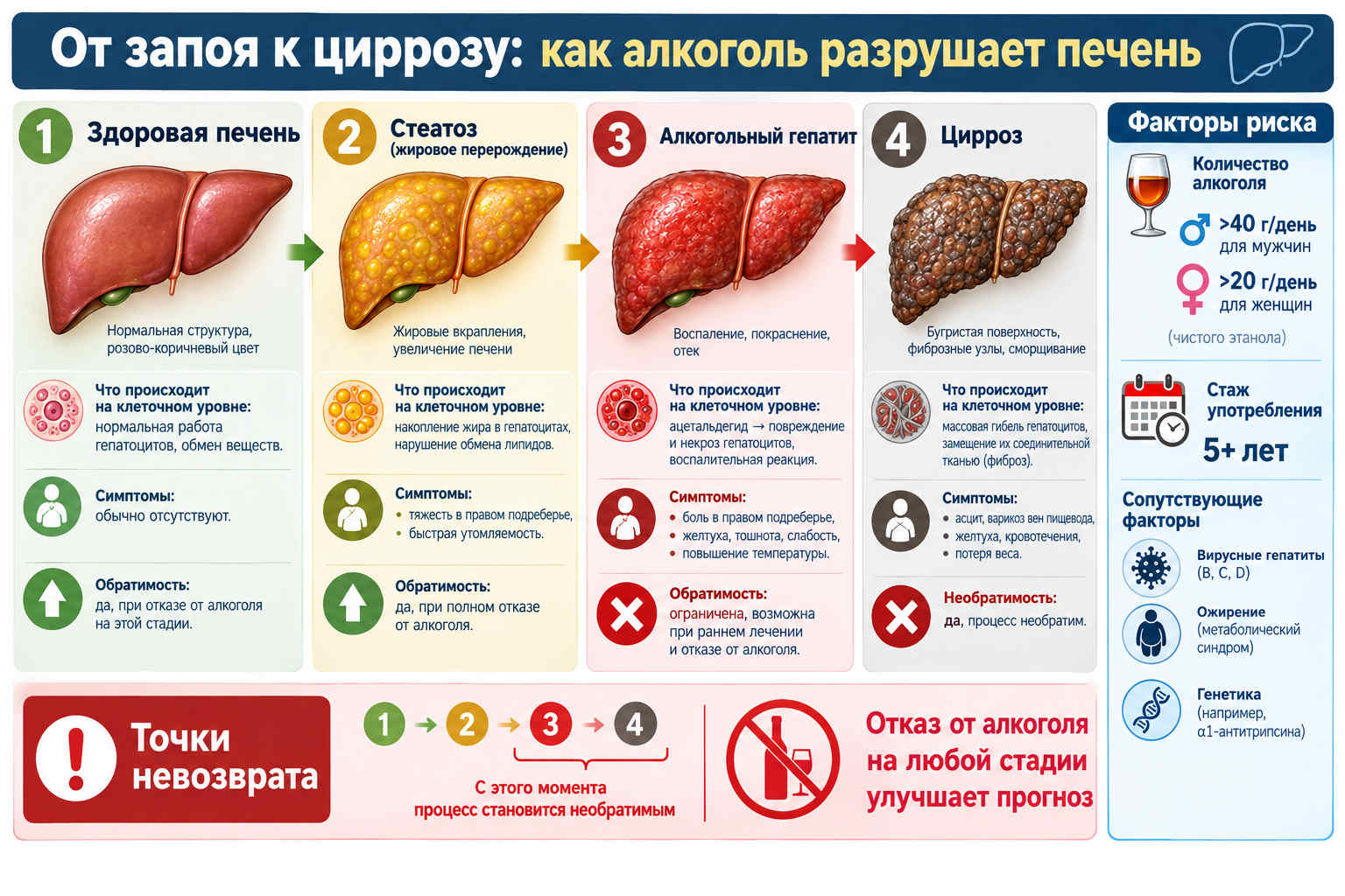От запоя к циррозу с четырьмя стадиями поражения печени, точками невозврата и факторами риска